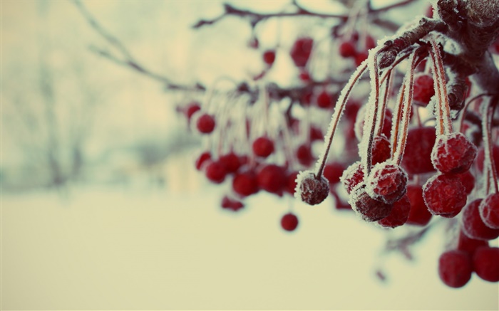 冬季，紅果，雪，模糊 桌布 圖片