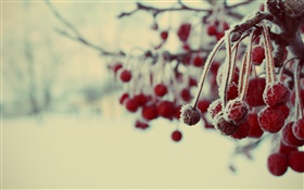 冬季，紅果，雪，模糊 高清桌布
