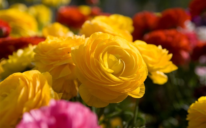 黃玫瑰花朵的特寫 桌布 圖片