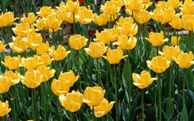 黃色的鬱金香，花的特寫 高清桌布