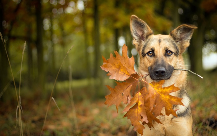 秋天，狗，葉子，背景虛化 桌布 圖片