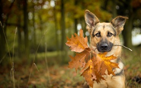 秋天，狗，葉子，背景虛化 高清桌布