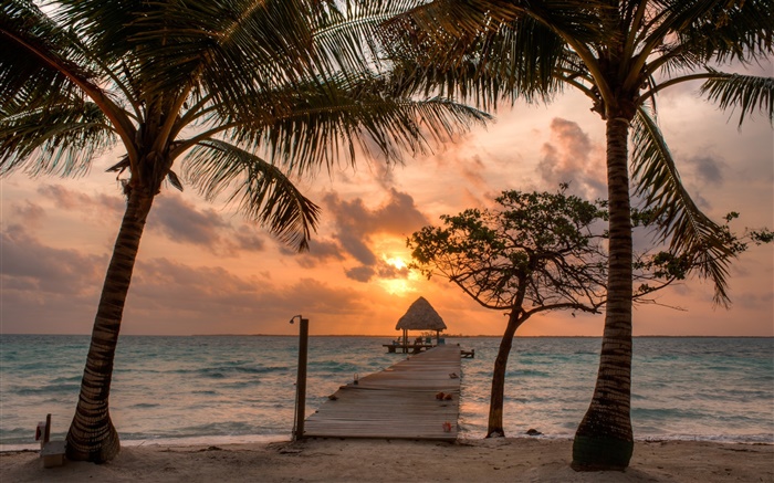 沙灘，棕櫚樹，碼頭，天空，雲，日落 桌布 圖片