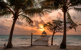 沙灘，棕櫚樹，碼頭，天空，雲，日落 高清桌布