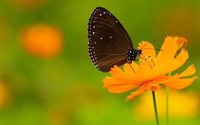 黑蝴蝶，橙色的花 桌布 圖片