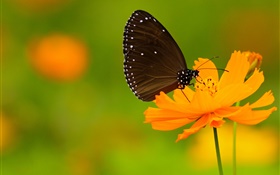 黑蝴蝶，橙色的花 高清桌布
