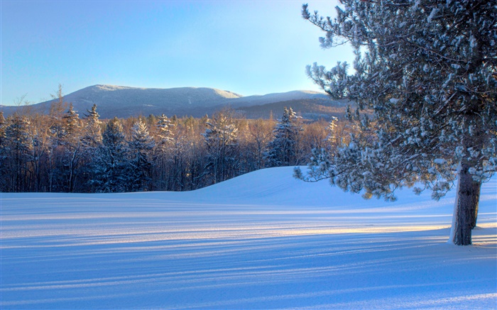 麵包山，雪，樹木，冬天，美國佛蒙特州 桌布 圖片