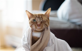 貓穿著睡衣 高清桌布