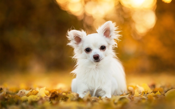 奇瓦瓦狗，白色的小狗，葉子，背景虛化 桌布 圖片