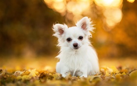 奇瓦瓦狗，白色的小狗，葉子，背景虛化 高清桌布