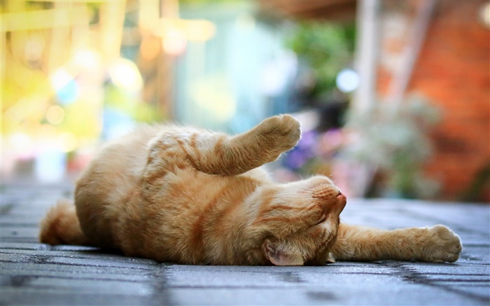 可愛的貓，臥睡，腿，人行道，背景虛化 桌布 圖片