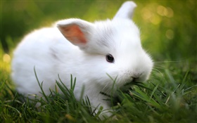 可愛的小白兔在草叢中 高清桌布