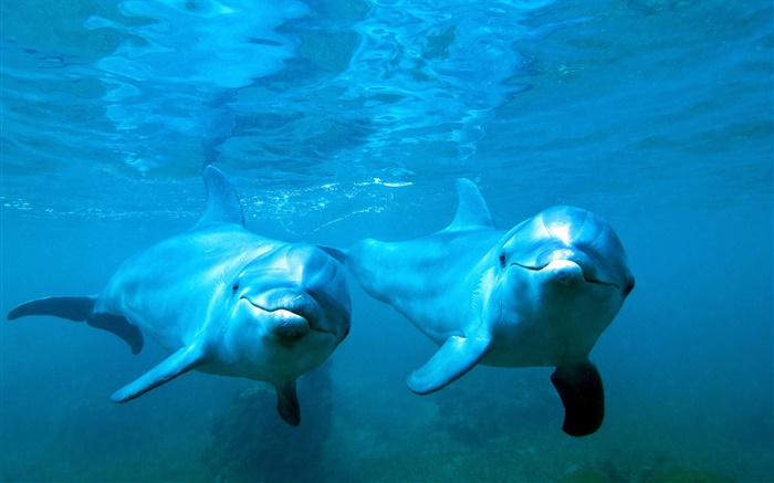海豚情侶，海，水中 桌布 圖片