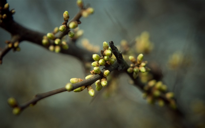 花蕾，春天，樹枝，背景虛化 桌布 圖片
