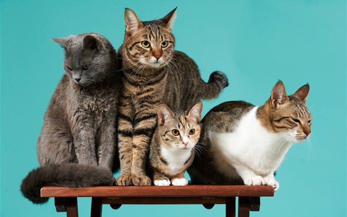 四隻貓，綠色背景 桌布 圖片