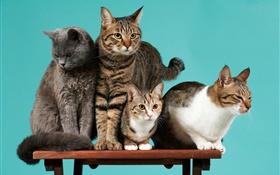 四隻貓，綠色背景 高清桌布