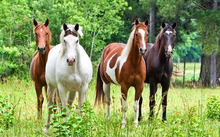 四匹馬，草 桌布 圖片