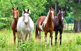 四匹馬，草 高清桌布
