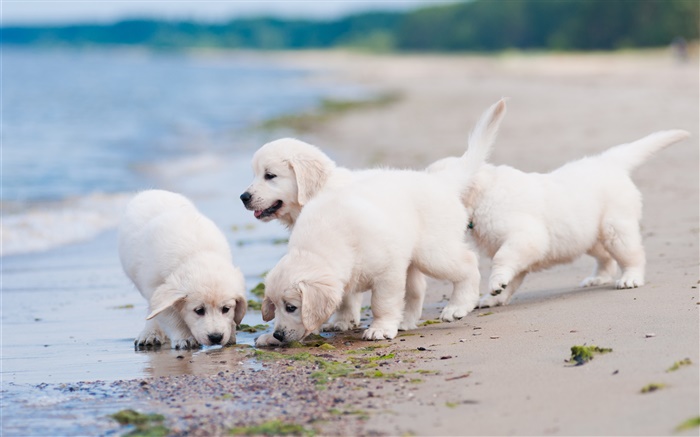 四白色的狗，玩，海灘 桌布 圖片