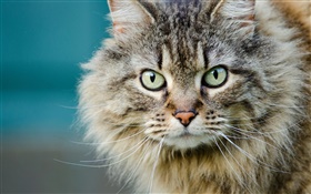 毛茸茸的貓，臉，眼睛，鬍鬚 高清桌布