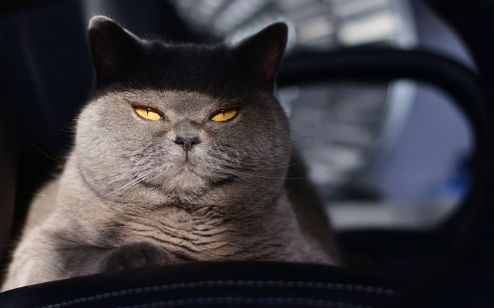 灰色的貓，黃色的眼睛，光 桌布 圖片