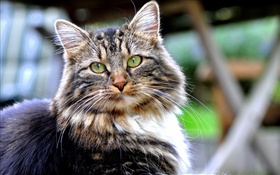 綠色的眼睛貓，看，臉，背景虛化 高清桌布
