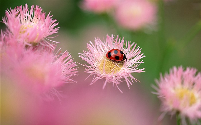瓢蟲粉紅色的花朵 桌布 圖片