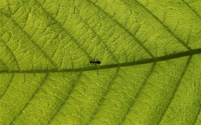 宏葉子，螞蟻 桌布 圖片