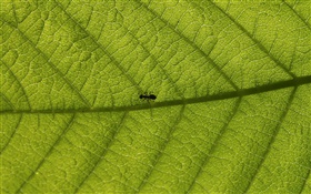 宏葉子，螞蟻