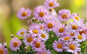 粉紅色洋甘菊花，花瓣，模糊 高清桌布