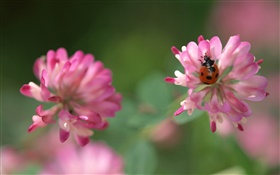 粉紅色的花朵，瓢蟲，背景虛化 高清桌布