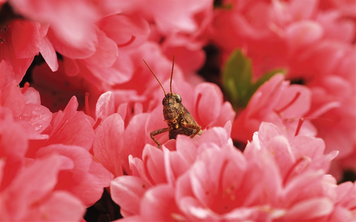粉紅色的花朵，蝗蟲 桌布 圖片