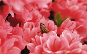 粉紅色的花朵，蝗蟲 高清桌布