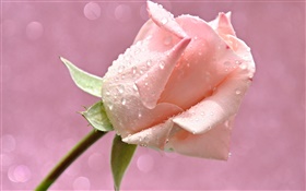 粉紅色的玫瑰花朵，水珠，露水 高清桌布