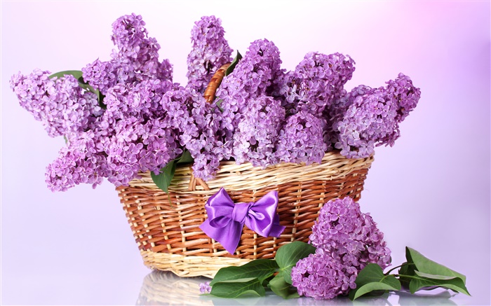 紫色的丁香花，籃子 桌布 圖片