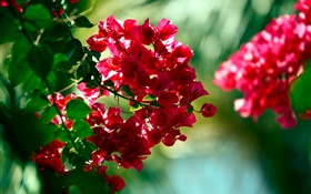 紅色九重葛的花朵 高清桌布