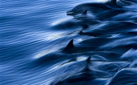 海洋，海豚，速度，水，飛濺
