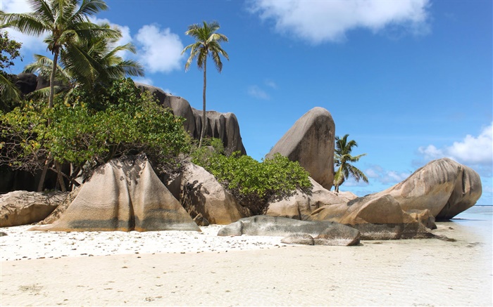 塞舌爾島，沙灘，石頭，棕櫚樹 桌布 圖片