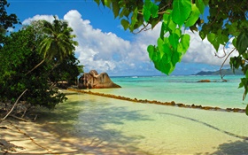 塞舌爾島，大海，沙灘，植物，葉子 高清桌布