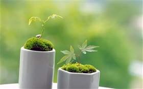 綠色小盆栽，春天，發芽 高清桌布