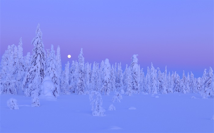 白雪覆蓋的樹木，冬天的夜晚，月亮，奧盧省芬蘭 桌布 圖片
