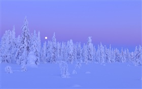 白雪覆蓋的樹木，冬天的夜晚，月亮，奧盧省芬蘭 高清桌布