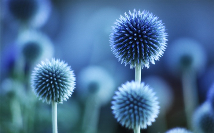 球形花，藍色風格 桌布 圖片