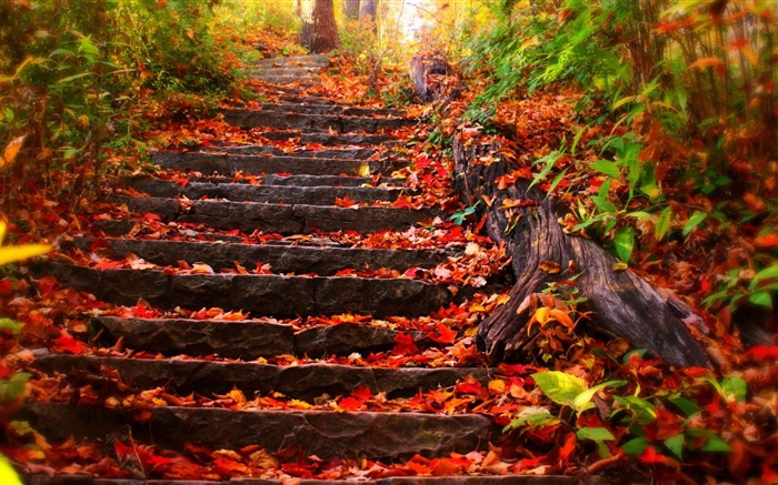 石梯，紅葉子，秋天 桌布 圖片