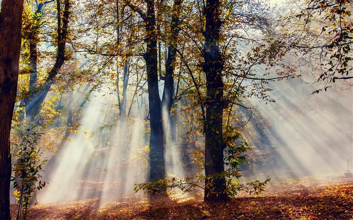 太陽光線，森林，樹木，秋天 桌布 圖片