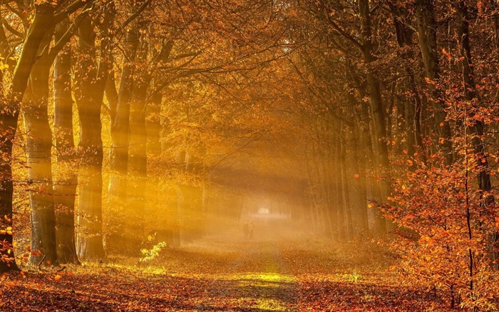 樹木，紅葉，路，人，陽光，秋天 桌布 圖片