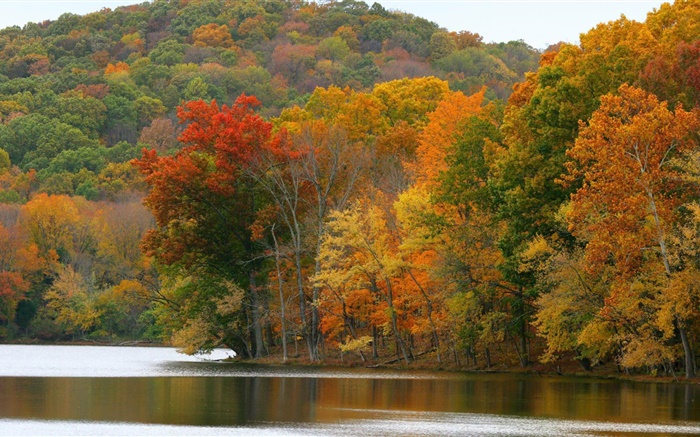 樹木，河流，秋 桌布 圖片