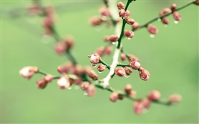 小枝，粉紅色的花蕾，春天 高清桌布