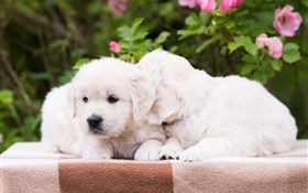 兩隻小狗，白色的狗 高清桌布