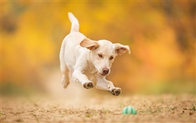 白犬，小狗，跳躍，玩球